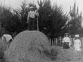 Family haymaking