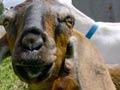Goat farm