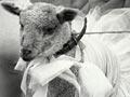 Best dressed lamb