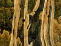 The bush 