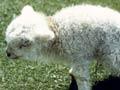 Hairy shaker disease