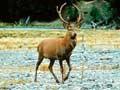 Red deer stag