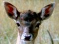 Fallow deer 