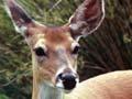 White-tailed hind (7th of 7)