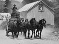 Transporting wool 