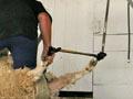 Shearing competition