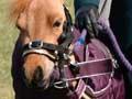 Miniature horse