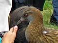 Welcoming a weka
