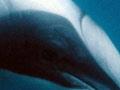 Hector’s dolphin
