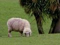 Cabbage trees in a paddock