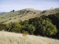 Dry forest remnant