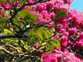Rhododendron dell, Dunedin Botanic Garden
