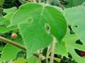 Aute – paper mulberry 