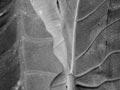 Taro plant