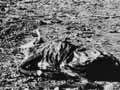 Deadly drought in Queensland, early 1900s