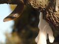 Kauri gum