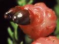 Rimu berries (3rd of 4)