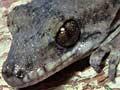Pacific gecko