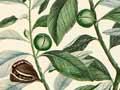 Drawing of <em>Pittosporum tenuifolium</em>