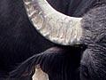 Swamp buffaloes