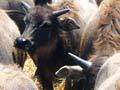 Buffalo importation