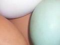Coloured eggs