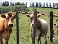Waikato farmland