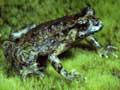 Hochstetter's frog