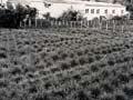 Ryegrass selections 