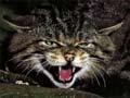 Feral cat