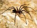 Nelson cave spider