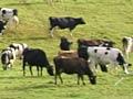 Mātakitaki River valley dairy farm