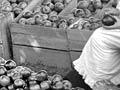 Packing apples