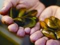 Greenshell mussels