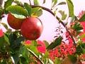Ripe apples under netting