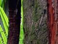 Grove Scenic Reserve