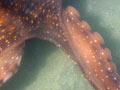 Octopus at Pōrangahau 