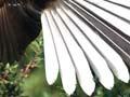 Fantail with wings outspread