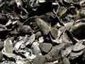 Wairau Bar: ancient rubbish dump