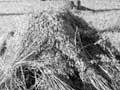 Harvesting oats