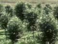 Olives in Marlborough