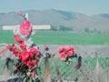 Roadside cross