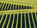 Gisborne wine
