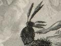 'Sauvages de la Nouvelle Zélande' (savages of New Zealand)