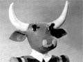 Springbok trophy, 1956