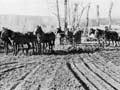 Prison farm at Waikeria, 1919
