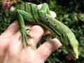 Seized reptile