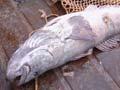 Census of Antarctic marine life