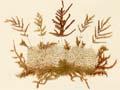 Fern album