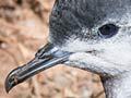 Kermadec little shearwater